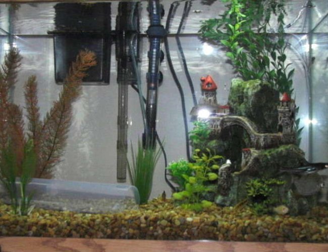 20 gallons freshwater fish tank (mostly fish and non-living decorations) - 20 gallon rectangle shape tank. 20 gallons freshwater fish tank (mostly fish and non-living decorations) - 20 gallon rectangle shape tank.