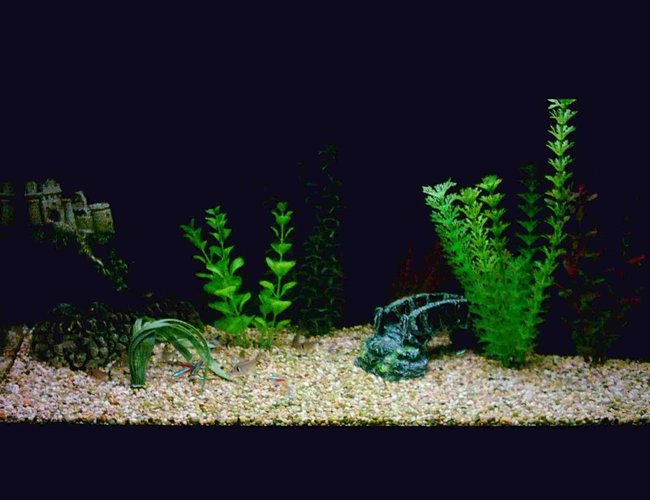 12 gallons freshwater fish tank (mostly fish and non-living decorations) - My beauty 12 gallons freshwater fish tank (mostly fish and non-living decorations) - My beauty