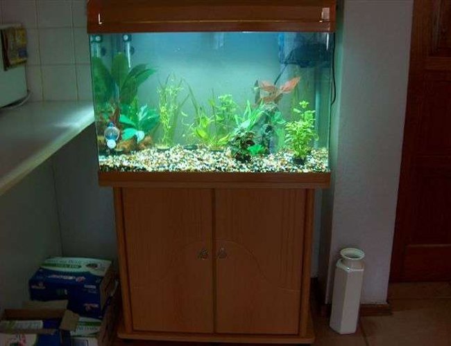 40 gallons freshwater fish tank (mostly fish and non-living decorations) - My fishtank in the early stages 40 gallons freshwater fish tank (mostly fish and non-living decorations) - My fishtank in the early stages