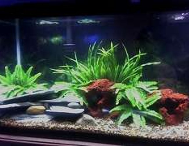 55 gallons freshwater fish tank (mostly fish and non-living decorations) - 55 gallon Cichlid tank.Bostern fern planted aquarium with some lava rocks and a limestone design in the corner of tank. 55 gallons freshwater fish tank (mostly fish and non-living decorations) - 55 gallon Cichlid tank.Bostern fern planted aquarium with some lava rocks and a limestone design in the corner of tank.