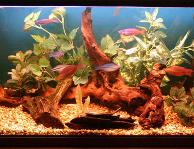 40 gallons freshwater fish tank (mostly fish and non-living decorations) - my tank 40 gallons freshwater fish tank (mostly fish and non-living decorations) - my tank