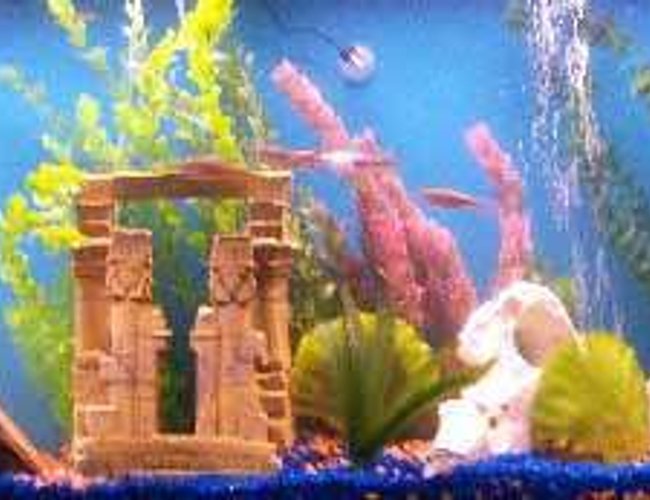 55 gallons freshwater fish tank (mostly fish and non-living decorations) - 55 gallon 55 gallons freshwater fish tank (mostly fish and non-living decorations) - 55 gallon
