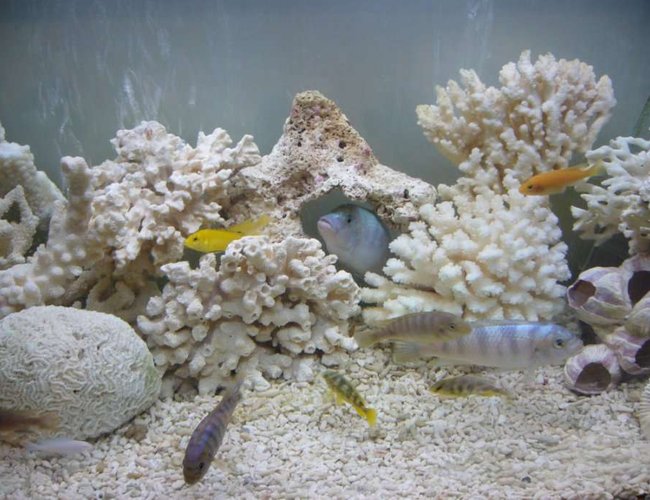 96 gallons freshwater fish tank (mostly fish and non-living decorations) - My Malawi Tank 96 gallons freshwater fish tank (mostly fish and non-living decorations) - My Malawi Tank