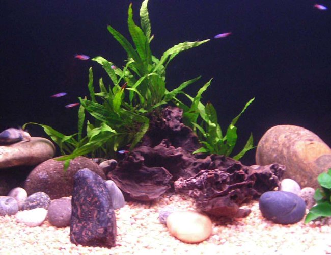 72 gallons freshwater fish tank (mostly fish and non-living decorations) - aesthetically simple 72 gallons freshwater fish tank (mostly fish and non-living decorations) - aesthetically simple