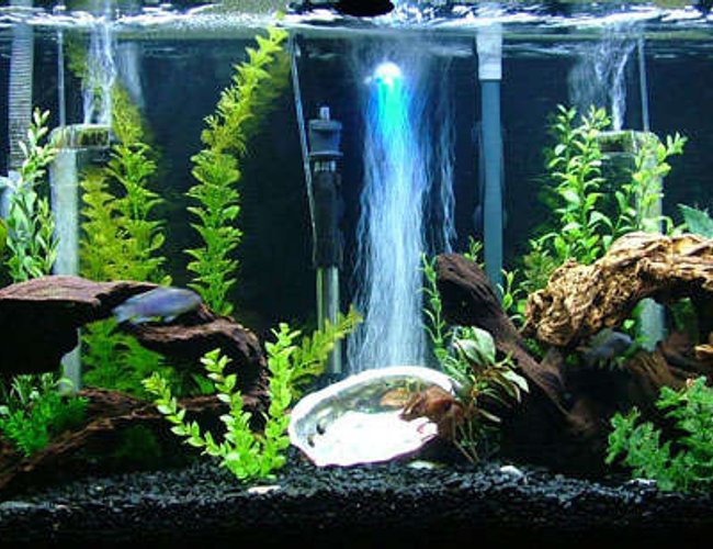 55 gallons freshwater fish tank (mostly fish and non-living decorations) - My 55 Gallon Cichlid Community 55 gallons freshwater fish tank (mostly fish and non-living decorations) - My 55 Gallon Cichlid Community