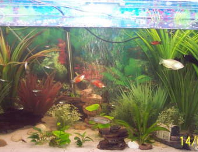 45 gallons freshwater fish tank (mostly fish and non-living decorations) - 160L Community Tank (Date on the pic os wrong) 45 gallons freshwater fish tank (mostly fish and non-living decorations) - 160L Community Tank (Date on the pic os wrong)