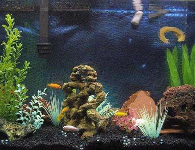 47 gallons freshwater fish tank (mostly fish and non-living decorations) - My first african cichlid tank. 47 gallons freshwater fish tank (mostly fish and non-living decorations) - My first african cichlid tank.
