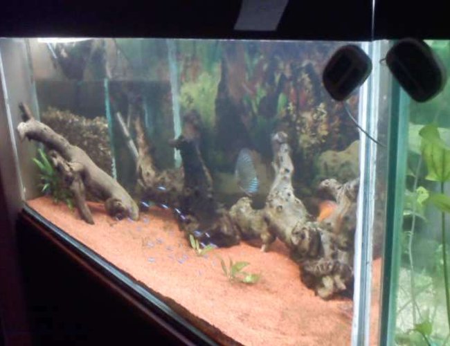 55 gallons freshwater fish tank (mostly fish and non-living decorations) - na 55 gallons freshwater fish tank (mostly fish and non-living decorations) - na