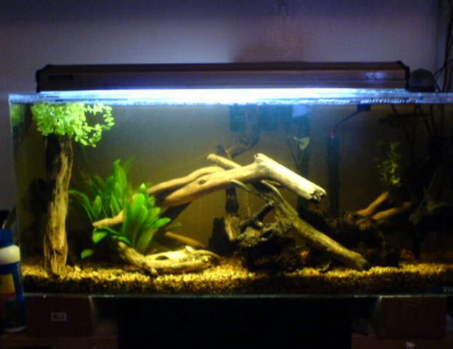 26 gallons freshwater fish tank (mostly fish and non-living decorations) 26 gallons freshwater fish tank (mostly fish and non-living decorations)