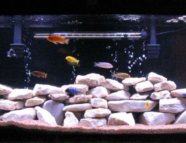 55 gallons freshwater fish tank (mostly fish and non-living decorations) - 55 gallon tank with 12 African cichlids and 1 African catfish 55 gallons freshwater fish tank (mostly fish and non-living decorations) - 55 gallon tank with 12 African cichlids and 1 African catfish