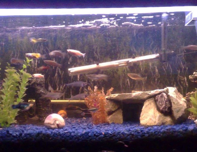 22 gallons freshwater fish tank (mostly fish and non-living decorations) - Just a small update, a few changes as you can see s**t loads of babies 22 gallons freshwater fish tank (mostly fish and non-living decorations) - Just a small update, a few changes as you can see s**t loads of babies