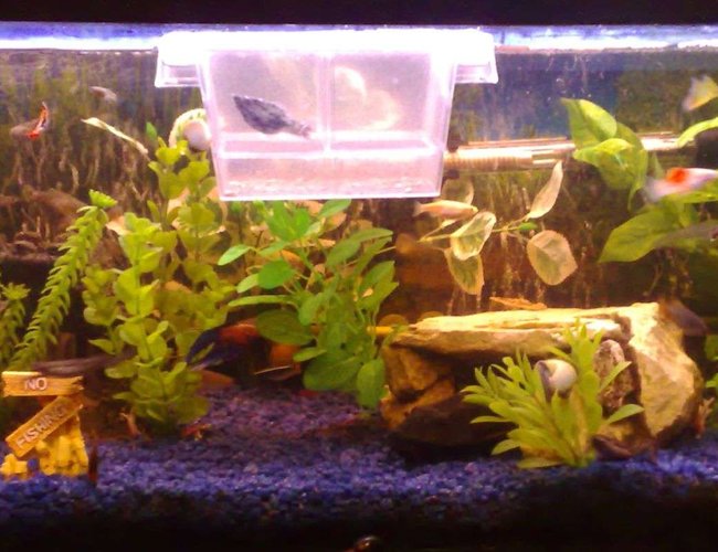 22 gallons freshwater fish tank (mostly fish and non-living decorations) - just added some new plants 22 gallons freshwater fish tank (mostly fish and non-living decorations) - just added some new plants