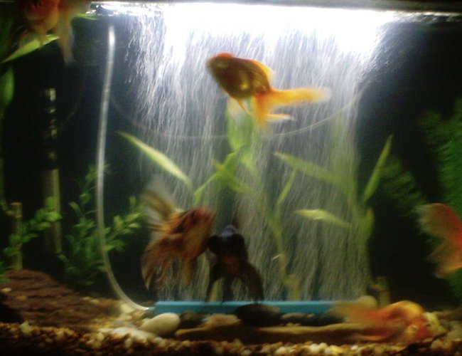 55 gallons freshwater fish tank (mostly fish and non-living decorations) - We started with these guys. seven different varieties of different goldfish.keeping it natural with river stones, interesting rocks from our yard , plastic plants, live bamboo, and natural colored mix of tiny rocks with our gravel. 55 gallons freshwater fish tank (mostly fish and non-living decorations) - We started with these guys. seven different varieties of different goldfish.keeping it natural with river stones, interesting rocks from our yard , plastic plants, live bamboo, and natural colored mix of tiny rocks with our gravel.