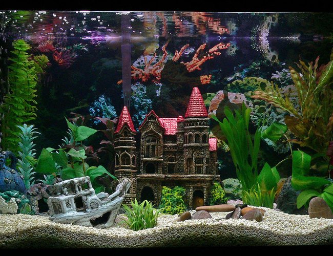 33 gallons freshwater fish tank (mostly fish and non-living decorations) - 33 gallon tank with malawi cichlids 33 gallons freshwater fish tank (mostly fish and non-living decorations) - 33 gallon tank with malawi cichlids