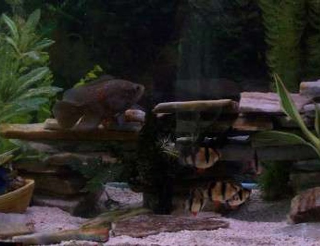 55 gallons freshwater fish tank (mostly fish and non-living decorations) - new 55 gallons freshwater fish tank (mostly fish and non-living decorations) - new