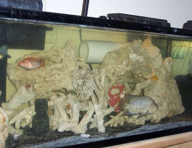 60 gallons freshwater fish tank (mostly fish and non-living decorations) - MY BABIES, PLEASE BE NICE 60 gallons freshwater fish tank (mostly fish and non-living decorations) - MY BABIES, PLEASE BE NICE