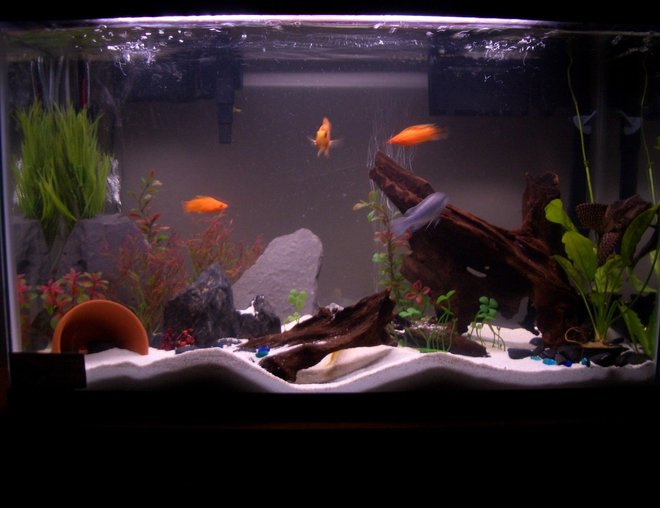 45 gallons freshwater fish tank (mostly fish and non-living decorations) - 45 Gallon ( Very Unique Community)