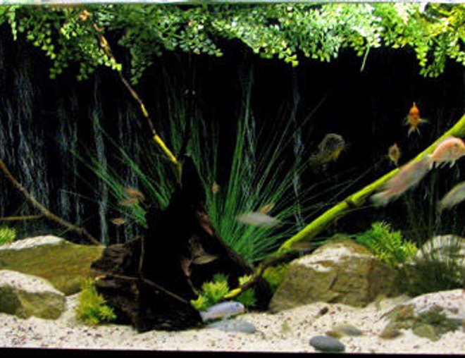 135 gallons freshwater fish tank (mostly fish and non-living decorations) - 135 gallon malawi 135 gallons freshwater fish tank (mostly fish and non-living decorations) - 135 gallon malawi