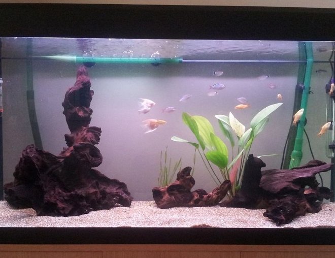 55 gallons freshwater fish tank (mostly fish and non-living decorations) - my 55 gallon tank, lots of bogwood, Angel fish, Tetras and dwarf rainbow fish 55 gallons freshwater fish tank (mostly fish and non-living decorations) - my 55 gallon tank, lots of bogwood, Angel fish, Tetras and dwarf rainbow fish