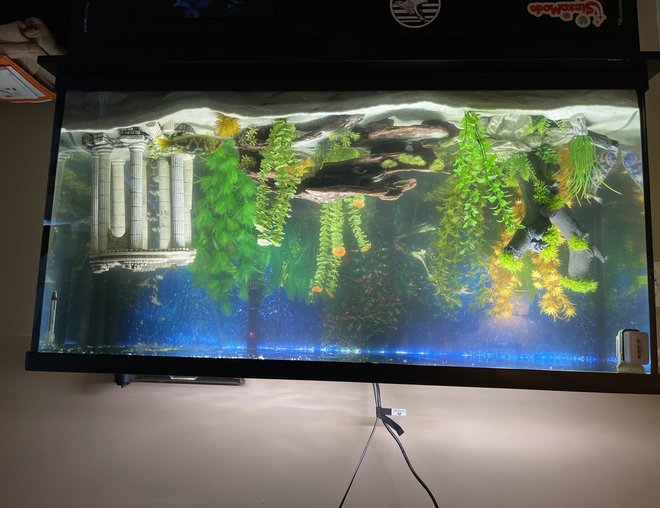 60 gallons freshwater fish tank (mostly fish and non-living decorations) - 60 Gallon freshwater tank with cichlids and non-living plants 60 gallons freshwater fish tank (mostly fish and non-living decorations) - 60 Gallon freshwater tank with cichlids and non-living plants