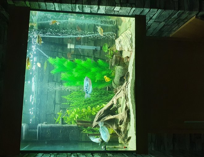 31 gallons freshwater fish tank (mostly fish and non-living decorations) - Setup on new tank 31 gallons freshwater fish tank (mostly fish and non-living decorations) - Setup on new tank