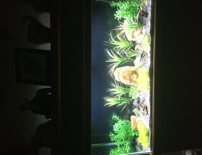 55 gallons freshwater fish tank (mostly fish and non-living decorations) - Rescued Rosie Red Minnows 55 gallons freshwater fish tank (mostly fish and non-living decorations) - Rescued Rosie Red Minnows