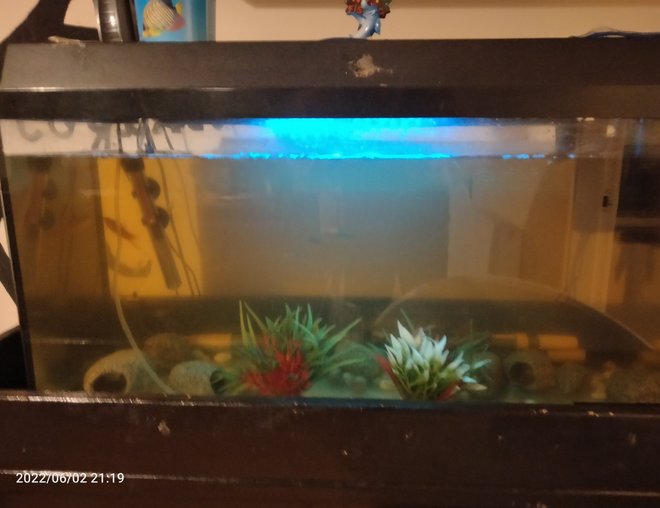 15 gallons freshwater fish tank (mostly fish and non-living decorations) - Fishy