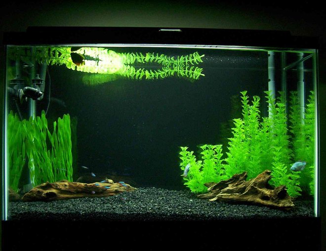 29 gallons freshwater fish tank (mostly fish and non-living decorations) - My 29 Gallon Powder Blue Gourami Tank 29 gallons freshwater fish tank (mostly fish and non-living decorations) - My 29 Gallon Powder Blue Gourami Tank