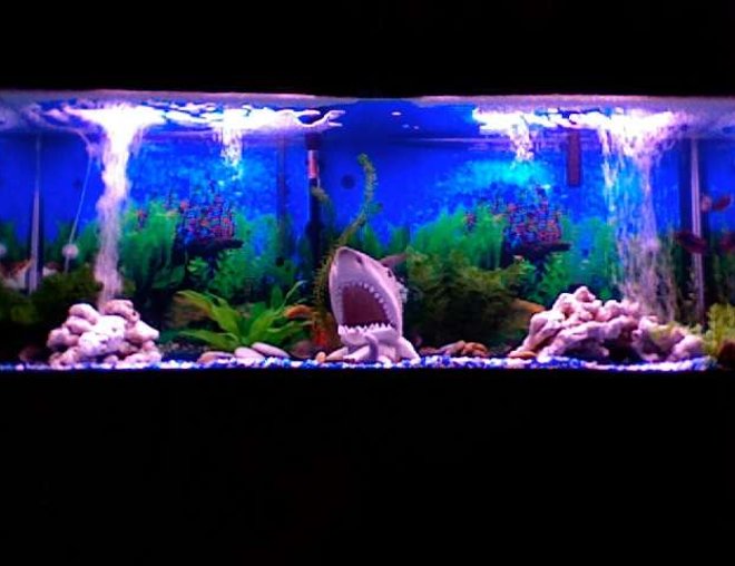 55 gallons freshwater fish tank (mostly fish and non-living decorations) - I wanted to do a Jaws Theme
My tank is a 55 gallon tank with three filters and two air-pumps.
fishes in the tank are:
1 figure 8 puffer
1 albino clownknife
1 black clownknife
3 red belly pacu's
3 sail-fin plecos
2 peacock cichlids
2 lemon cichlids
1 labido
2 frontosa's 55 gallons freshwater fish tank (mostly fish and non-living decorations) - I wanted to do a Jaws Theme
My tank is a 55 gallon tank with three filters and two air-pumps.
fishes in the tank are:
1 figure 8 puffer
1 albino clownknife
1 black clownknife
3 red belly pacu's
3 sail-fin plecos
2 peacock cichlids
2 lemon cichlids
1 labido
2 frontosa's