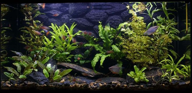 Rated #63: 25 Gallons Freshwater Fish Tank - 29.6.2007 Rated #63: 25 Gallons Freshwater Fish Tank - 29.6.2007