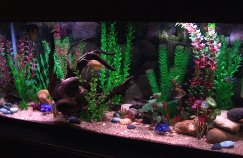 Rated #68: 55 Gallons Freshwater Fish Tank - Community Tank Rated #68: 55 Gallons Freshwater Fish Tank - Community Tank