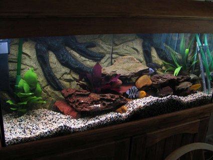 Rated #34: 55 Gallons Freshwater Fish Tank - My cichlid tank with some new plants. Rated #34: 55 Gallons Freshwater Fish Tank - My cichlid tank with some new plants.