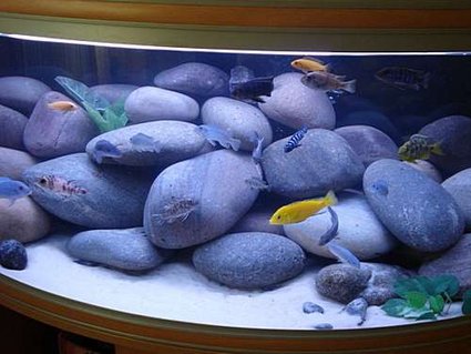 Rated #28: 76 Gallons Freshwater Fish Tank - My Cichlid tank Rated #28: 76 Gallons Freshwater Fish Tank - My Cichlid tank