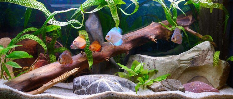 Rated #27: 25 Gallons Freshwater Fish Tank - Modified setup Rated #27: 25 Gallons Freshwater Fish Tank - Modified setup
