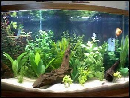Rated #72: 46 Gallons Freshwater Fish Tank - Sorry, its a camera phone....
This is my 46 gallon bow front with a wide variety of fish that are camera shy Rated #72: 46 Gallons Freshwater Fish Tank - Sorry, its a camera phone....
This is my 46 gallon bow front with a wide variety of fish that are camera shy