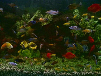 Rated #76: 120 Gallons Freshwater Fish Tank - hi, i'm dan phoenix zabala, from aqua prince, tacloban city, philippines and this is my 48 x 24 x 24 cichlid tank. i'm using 4pcs. undergravel filter connected to 4pcs. powerheads. i use plastic plants and driftwoods for my decorations. i change 5% of water everyday. i feed my fishes with live shrimps. hope u'l like my cichlid tank set-up. thanks and more power!!!
p.s. sorry for the quality of my picture coz i dont have a digital camera, i just used my camera phone. tnx!
why i love cichlids? bcoz i love colorful fishes. and for me, cichlids are the most colorful freshwater fishes in the world. they are very hardy, intelligent and sometimes they can rival the colors of the marine fishes. that is why i love them since i was a kid. see video pics of my award winning, show quality african cichlids at youtube. just type AWARD WINNING AFRICAN CICHLIDS. they are more beautiful, colorful and stunning than my fishes here. tnx and happy viewing. Rated #76: 120 Gallons Freshwater Fish Tank - hi, i'm dan phoenix zabala, from aqua prince, tacloban city, philippines and this is my 48 x 24 x 24 cichlid tank. i'm using 4pcs. undergravel filter connected to 4pcs. powerheads. i use plastic plants and driftwoods for my decorations. i change 5% of water everyday. i feed my fishes with live shrimps. hope u'l like my cichlid tank set-up. thanks and more power!!!
p.s. sorry for the quality of my picture coz i dont have a digital camera, i just used my camera phone. tnx!
why i love cichlids? bcoz i love colorful fishes. and for me, cichlids are the most colorful freshwater fishes in the world. they are very hardy, intelligent and sometimes they can rival the colors of the marine fishes. that is why i love them since i was a kid. see video pics of my award winning, show quality african cichlids at youtube. just type AWARD WINNING AFRICAN CICHLIDS. they are more beautiful, colorful and stunning than my fishes here. tnx and happy viewing.