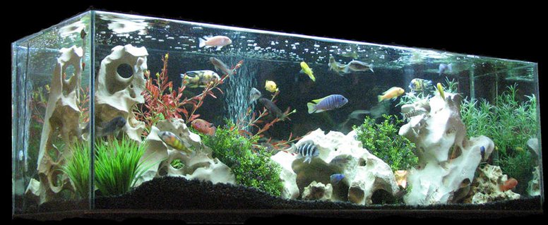 Rated #35: 110 Gallons Freshwater Fish Tank - 110 Gal tank sits in my living room. I got it for a steal on Criagslist. It is 5' long and the highlight of my room. I have both a blue and white light but typically only have the white on. Rated #35: 110 Gallons Freshwater Fish Tank - 110 Gal tank sits in my living room. I got it for a steal on Criagslist. It is 5' long and the highlight of my room. I have both a blue and white light but typically only have the white on.