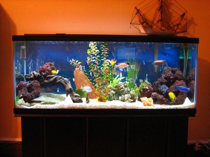Rated #26: 55 Gallons Freshwater Fish Tank - Say Hello to my Little Friends Rated #26: 55 Gallons Freshwater Fish Tank - Say Hello to my Little Friends
