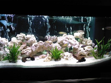 Rated #25: 40 Gallons Freshwater Fish Tank - my 180L malawi tank Rated #25: 40 Gallons Freshwater Fish Tank - my 180L malawi tank