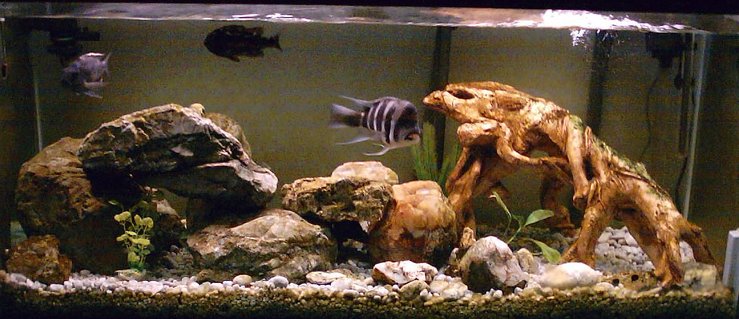 Rated #71: 80 Gallons Freshwater Fish Tank - 80 Gallon African Cichlid Tank
Fluval 404 Rated #71: 80 Gallons Freshwater Fish Tank - 80 Gallon African Cichlid Tank
Fluval 404
