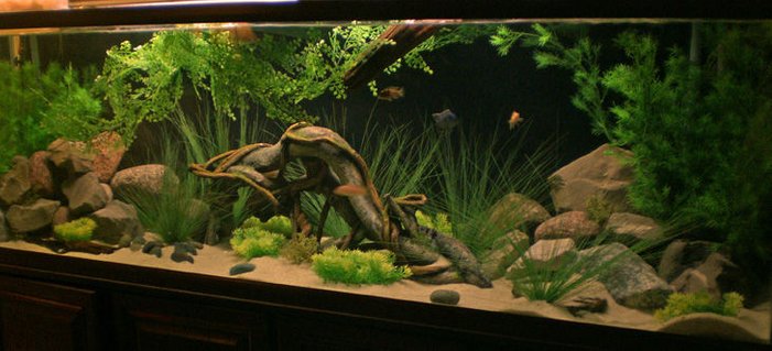 Rated #19: 135 Gallons Freshwater Fish Tank - 135 malawi Rated #19: 135 Gallons Freshwater Fish Tank - 135 malawi