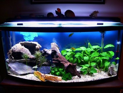 Rated #82: 72 Gallons Freshwater Fish Tank - My second tank, 72 gal bow Rated #82: 72 Gallons Freshwater Fish Tank - My second tank, 72 gal bow