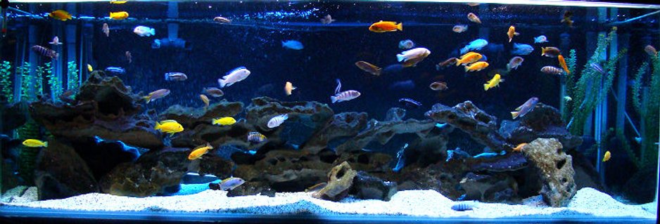 Rated #46: 180 Gallons Freshwater Fish Tank - 180g Mbuna Aquarium Rated #46: 180 Gallons Freshwater Fish Tank - 180g Mbuna Aquarium