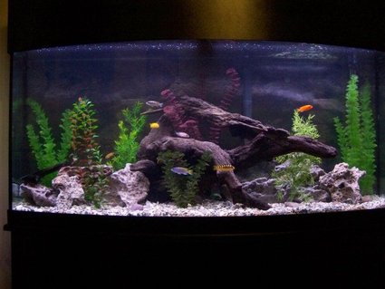 Rated #81: 72 Gallons Freshwater Fish Tank - Our Tank Rated #81: 72 Gallons Freshwater Fish Tank - Our Tank