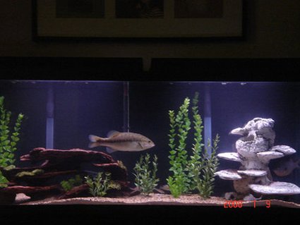 Rated #90: Freshwater Fish Tank Rated #90: Freshwater Fish Tank