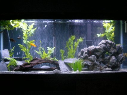 Rated #89: 55 Gallons Freshwater Fish Tank - My 55 gallon mixed Cichlid tank Rated #89: 55 Gallons Freshwater Fish Tank - My 55 gallon mixed Cichlid tank