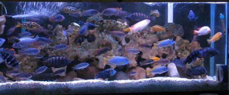 Rated #44: 55 Gallons Freshwater Fish Tank - cichlids Rated #44: 55 Gallons Freshwater Fish Tank - cichlids