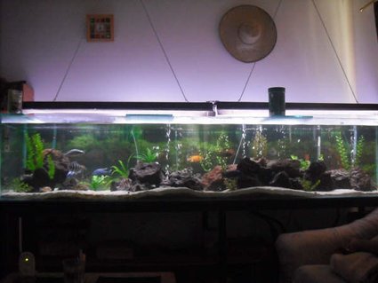 Rated #6: 230 Gallons Freshwater Fish Tank - This is my 230 gallon or 881 liters, sorry. I know this is too far away, but the tank is too long that this is the only way to get it on the picture. thanks Rated #6: 230 Gallons Freshwater Fish Tank - This is my 230 gallon or 881 liters, sorry. I know this is too far away, but the tank is too long that this is the only way to get it on the picture. thanks