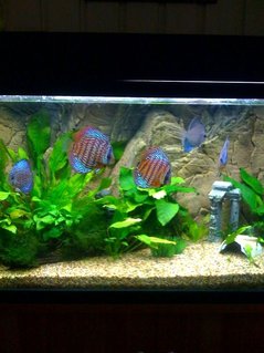 Rated #41: 75 Gallons Freshwater Fish Tank - My four foot aqua one tank with discus and tetras...as well as some rare catfish!
It is 300 liters (75gal) approx Rated #41: 75 Gallons Freshwater Fish Tank - My four foot aqua one tank with discus and tetras...as well as some rare catfish!
It is 300 liters (75gal) approx