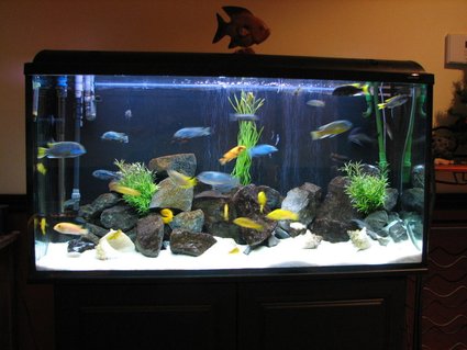 Rated #76: 50 Gallons Freshwater Fish Tank - my 77g with african cichlid Rated #76: 50 Gallons Freshwater Fish Tank - my 77g with african cichlid